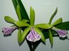 Brassocattleya Binosa 